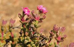 Schlechteranthus abruptus