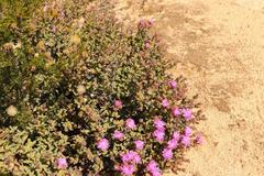 Schlechteranthus abruptus