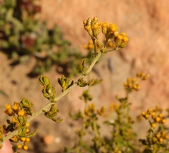 Helichrysum scabrum