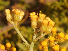 Helichrysum scabrum