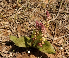 Lachenalia membranacea