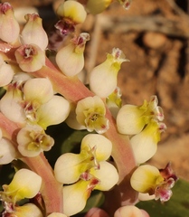 Lachenalia membranacea