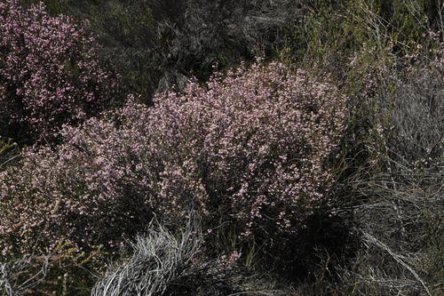 Bokkeveld Heath (Erica bokkeveldia)