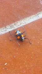 Scaphidomorphus bosci