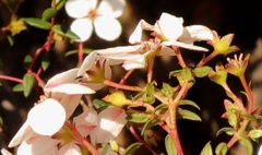 Adenandra marginata
