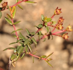 Adenandra marginata