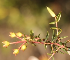 Adenandra marginata