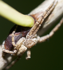 Philodromus cespitum
