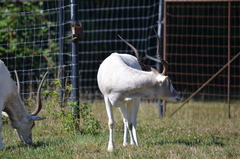 Addax nasomaculatus