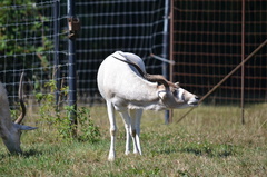 Addax nasomaculatus