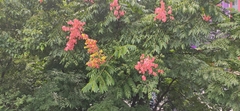 Koelreuteria bipinnata