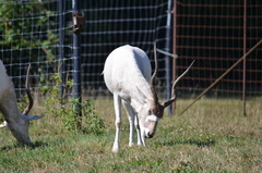 Addax nasomaculatus