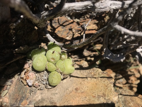 Conophytum ficiforme
