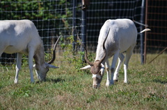 Addax nasomaculatus