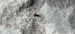 Linyphiidae