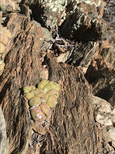 Conophytum ficiforme