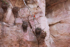 Anaplectes rubriceps rubriceps