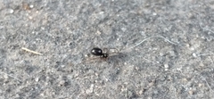 Linyphiidae