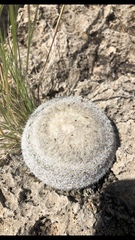 Epithelantha