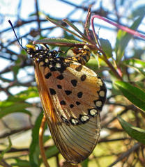 Acraea neobule neobule