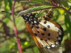 Acraea neobule neobule