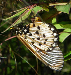 Acraea neobule neobule