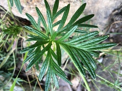 Potentilla bimundorum
