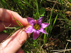 Romulea hirsuta