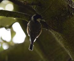 Periparus ater britannicus