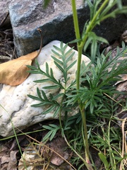 Potentilla bimundorum