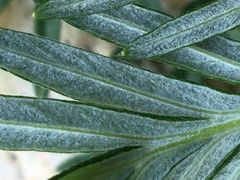 Potentilla bimundorum