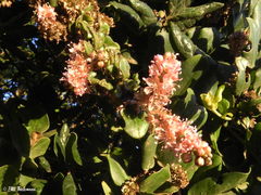 Ercilla spicata