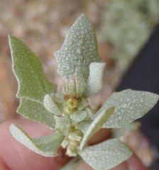 Atriplex lindleyi inflata