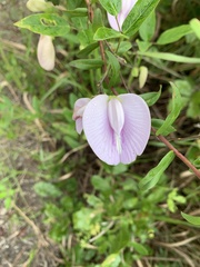 Centrosema arenicola