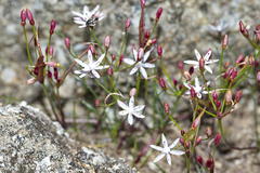 Strumaria tenella tenella