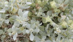 Atriplex lindleyi inflata
