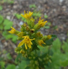 Solidago virgaurea virgaurea
