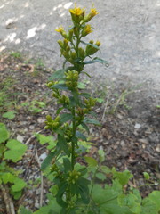 Solidago virgaurea virgaurea