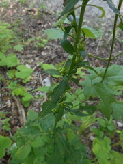 Solidago virgaurea virgaurea