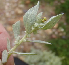 Atriplex lindleyi inflata