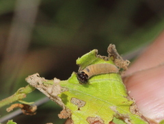 Caprona