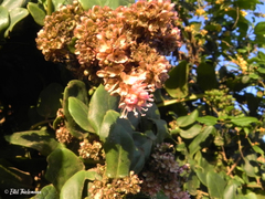 Ercilla spicata