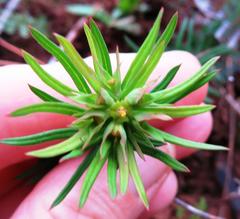 Euphorbia genistoides