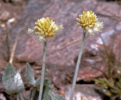 Pfaffia gnaphalioides