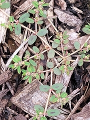 Euphorbia maculata image