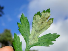 Calycomyza artemisiae