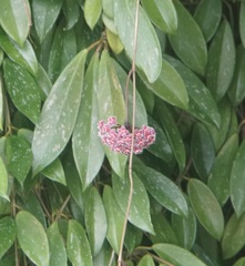 Hoya pubicalyx