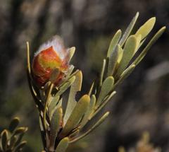 Leucadendron nitidum