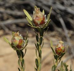 Leucadendron nitidum