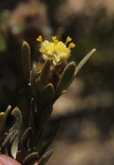 Leucadendron nitidum